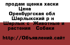 продам щенка хаски › Цена ­ 3 000 - Оренбургская обл., Шарлыкский р-н, Шарлык с. Животные и растения » Собаки   